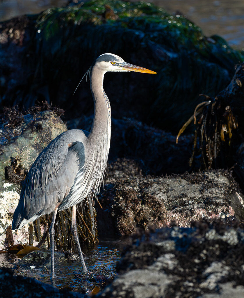 Great blue Heron at low tide