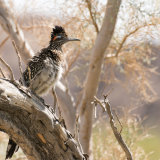 Greater Roadrunner in smoke tree
