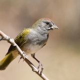 Green-tailed Towhee
