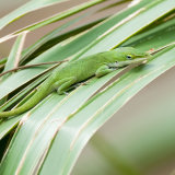 Green Anole Lizard