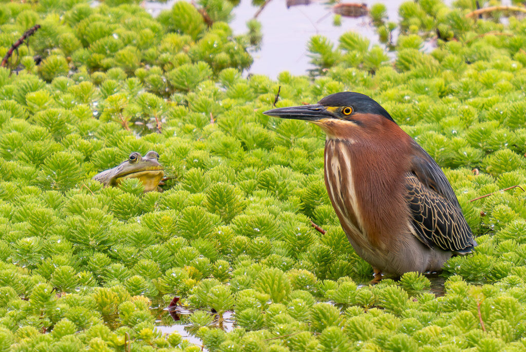 Green Heron being watched by Bullfrog