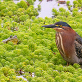 Green Heron being watched by Bullfrog