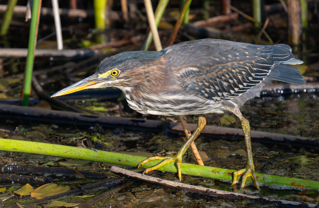 Green Heron hunting