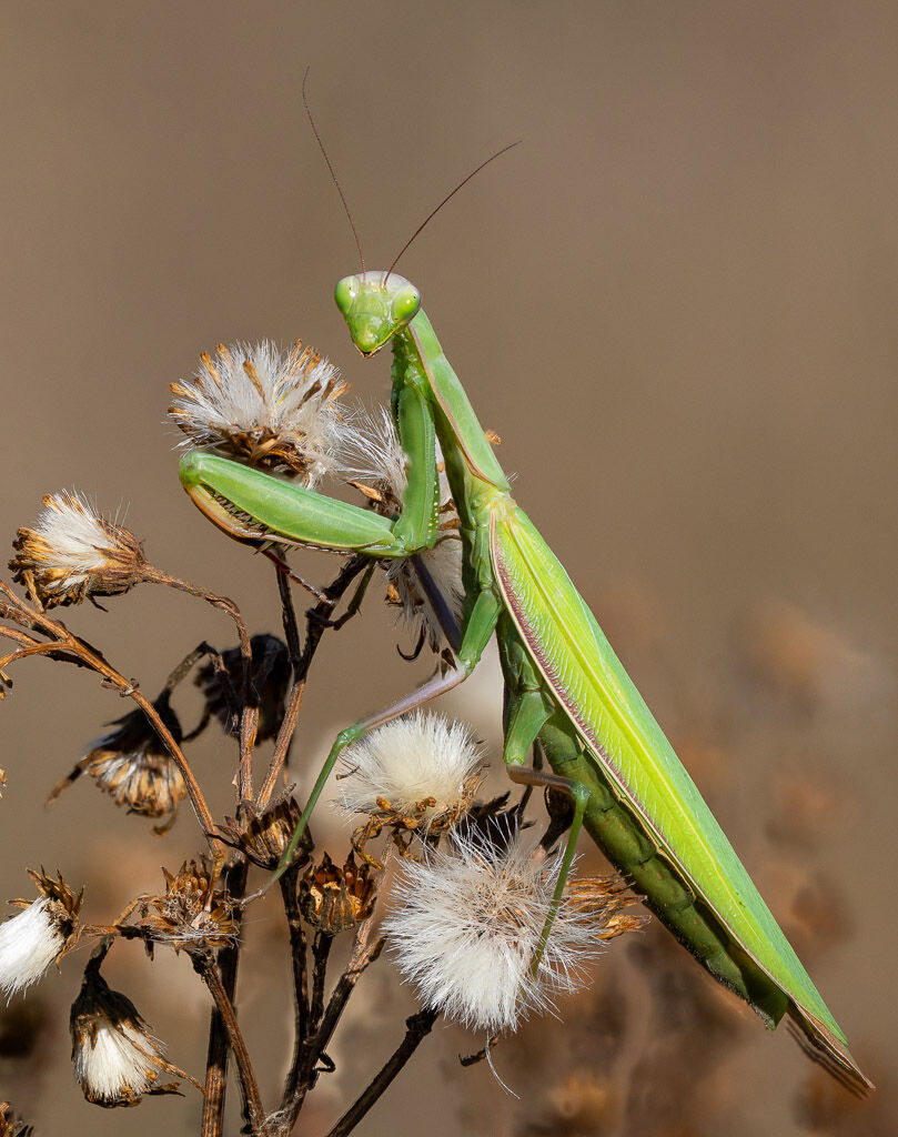 Green Praying Mantis on spent ragweed