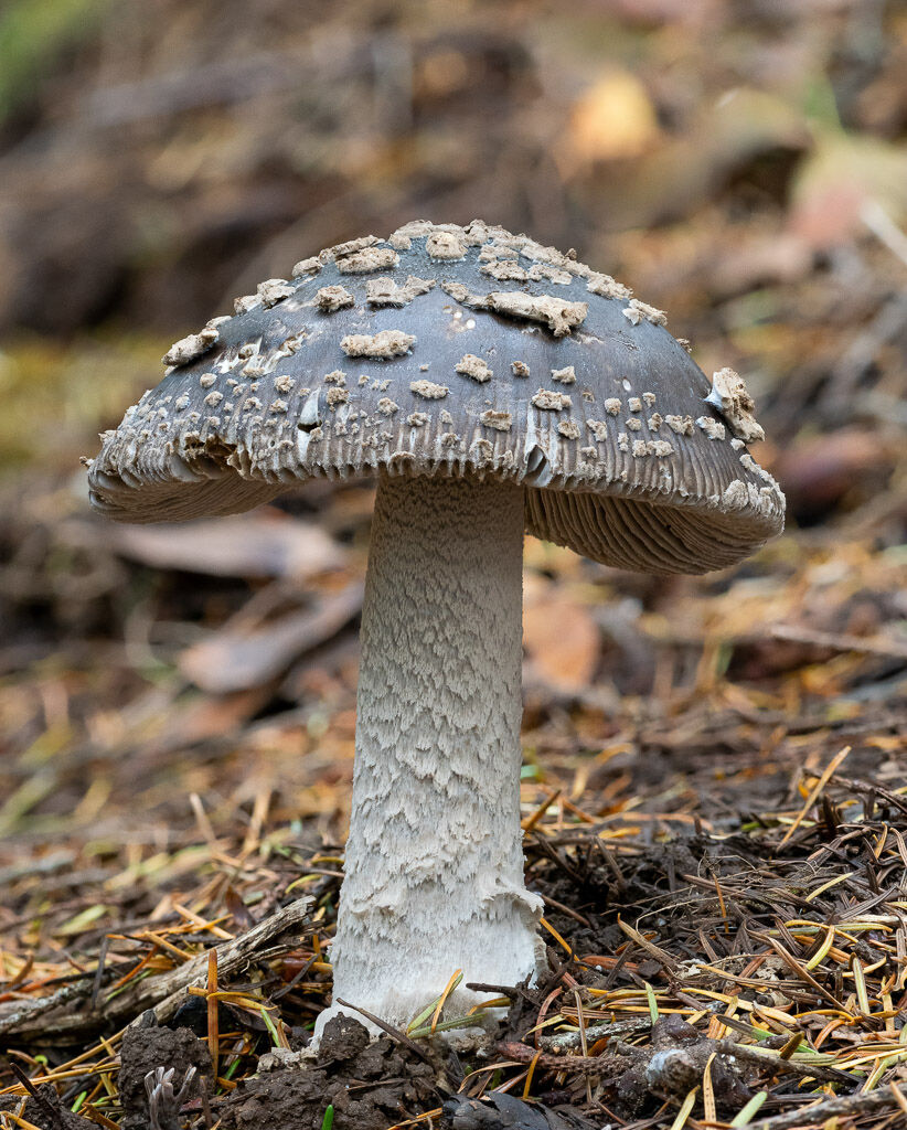 Grey Spotted Amanita