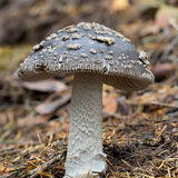 Grey Spotted Amanita