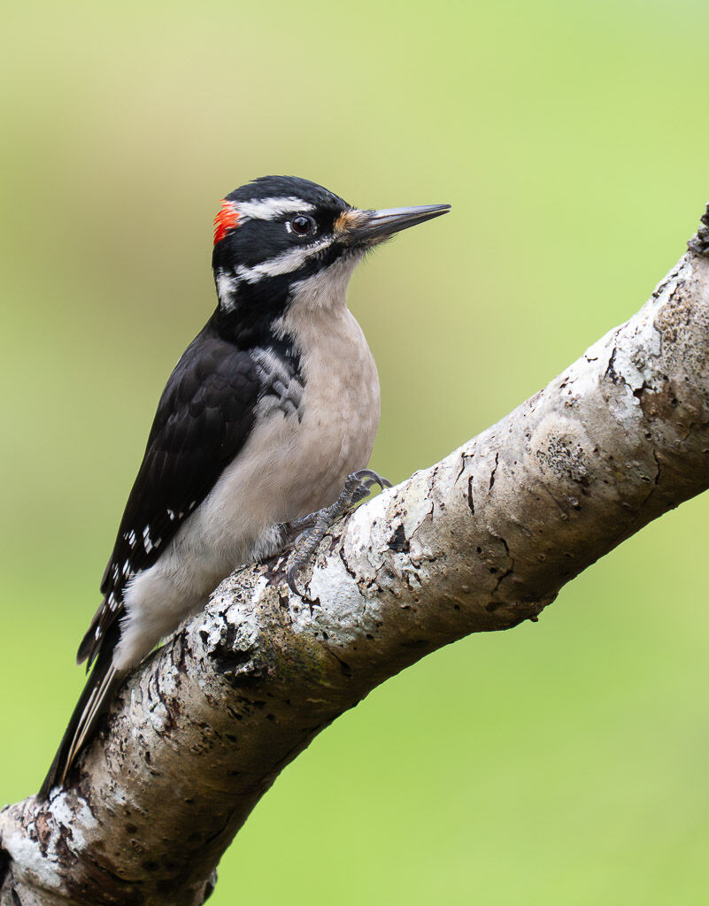 Hairy Woodpecker. (3)