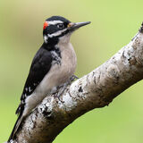 Hairy Woodpecker. (3)