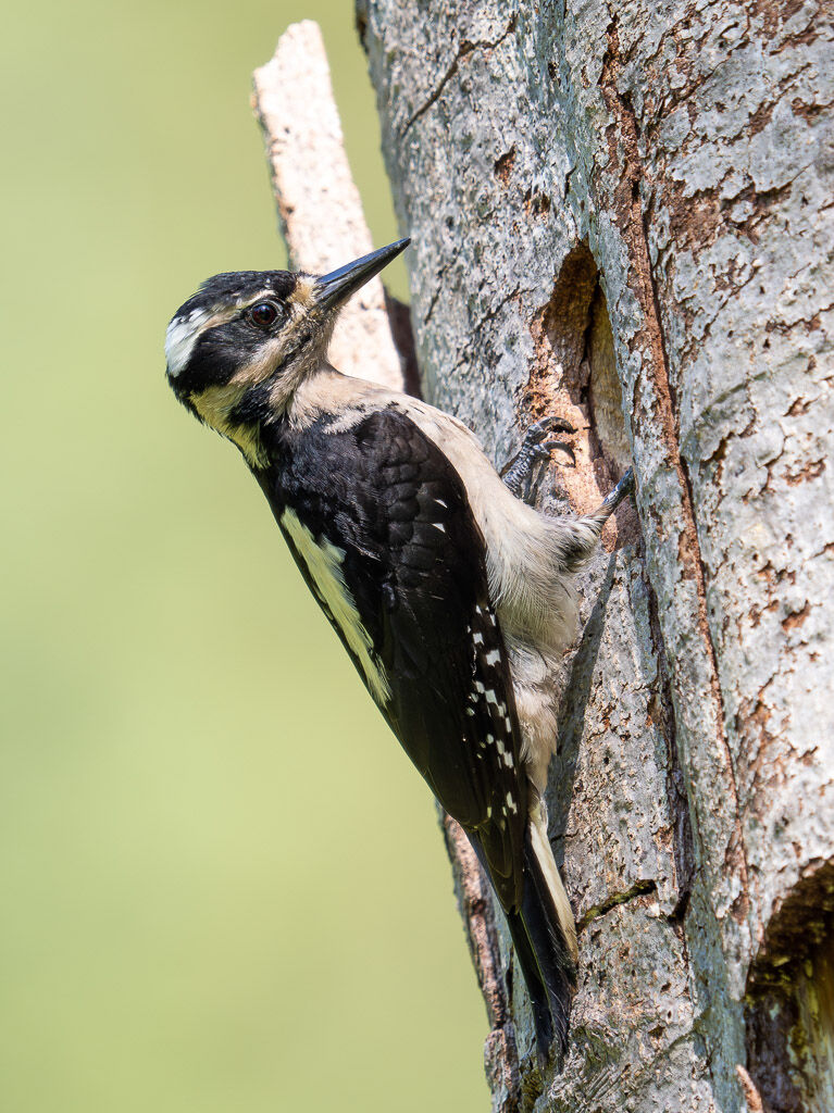 Hairy Woodpecker - female