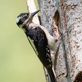 Hairy Woodpecker - female