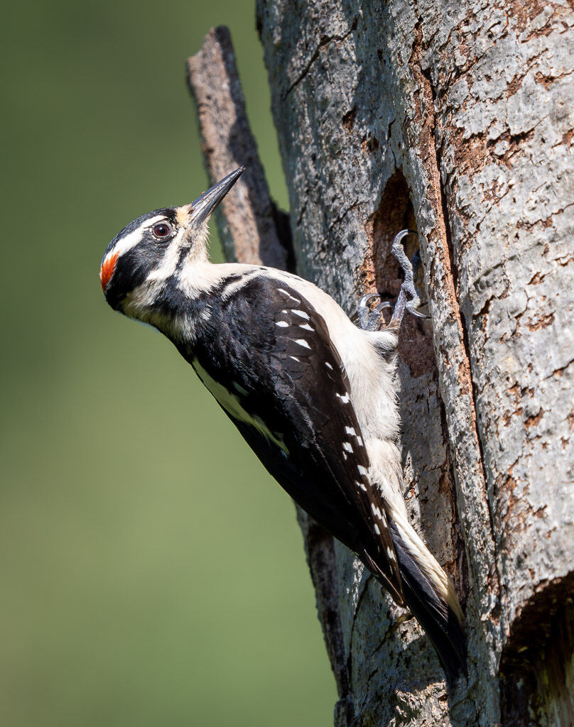 Hairy Woodpecker - male