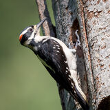 Hairy Woodpecker - male