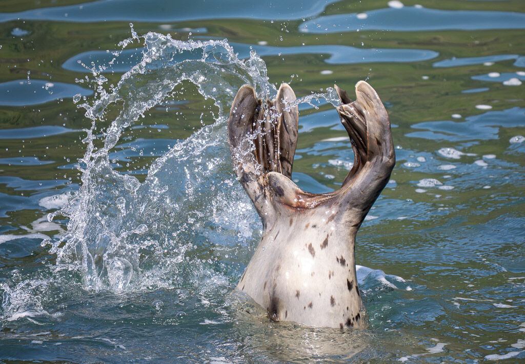 Harbor Seal slapping water