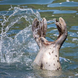 Harbor Seal slapping water