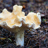Hedgehog Mushroom