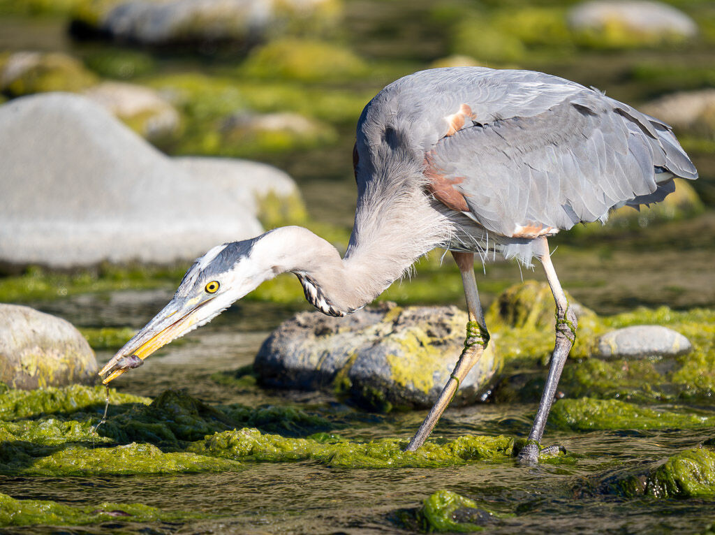 Heron fishing Brush Creek