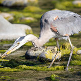 Heron fishing Brush Creek