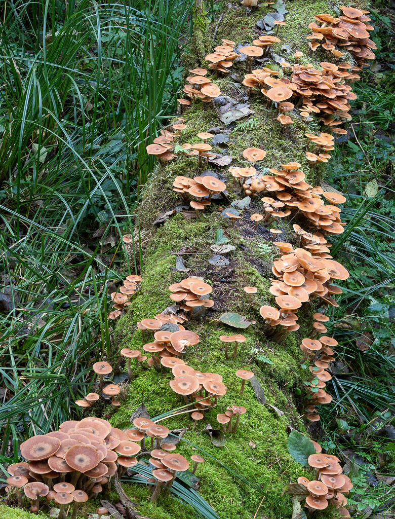 Honey Fungus Huge mass on downed tree