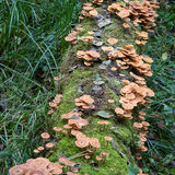 Honey Fungus Huge mass on downed tree