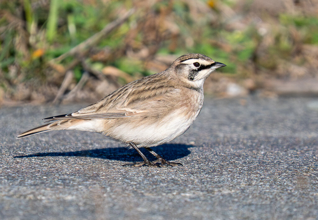 Horned Lark Cape Blanco