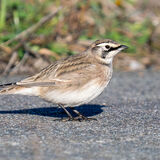 Horned Lark Cape Blanco