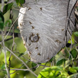 Hornet paper nest