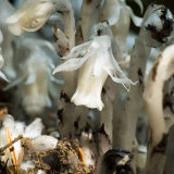 Indian Pipe single head