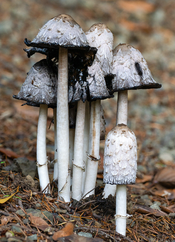 Inkcap Fungus turning inky