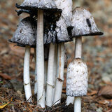 Inkcap Fungus turning inky