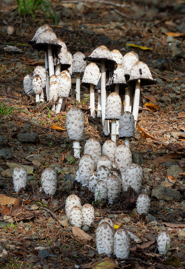 Inkcap forest
