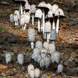 Inkcap forest
