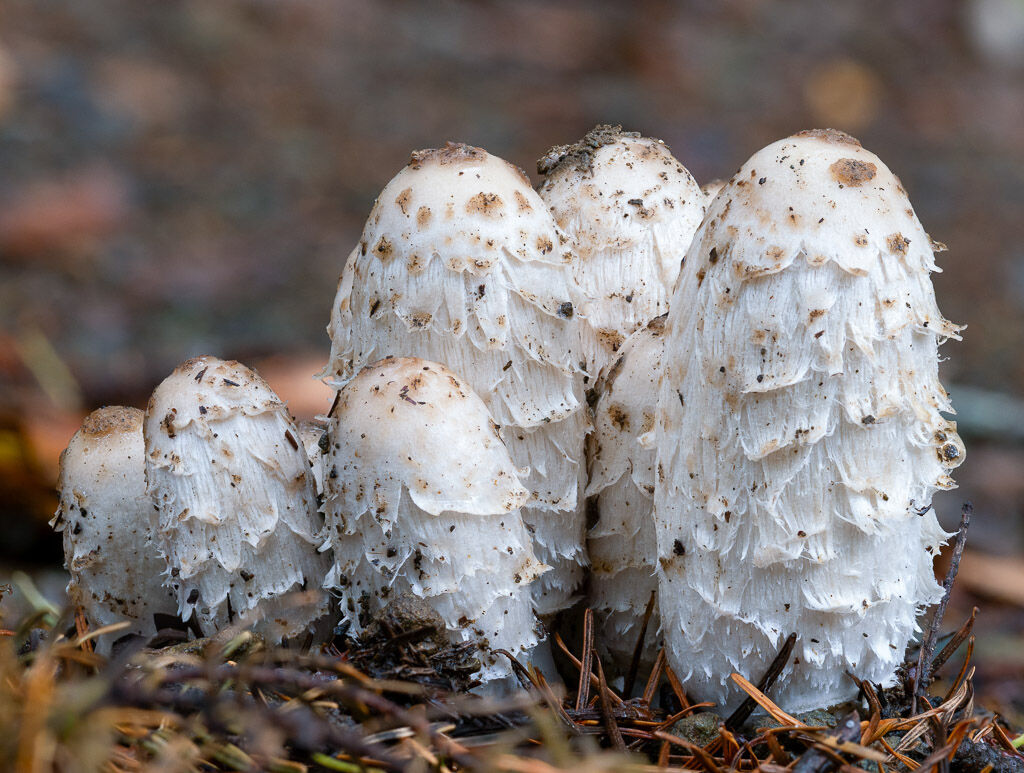 Inkcap fungus