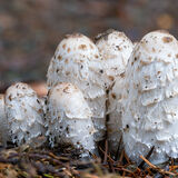 Inkcap fungus