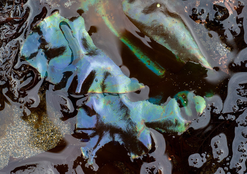 Kelp Reflections