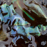 Kelp Reflections