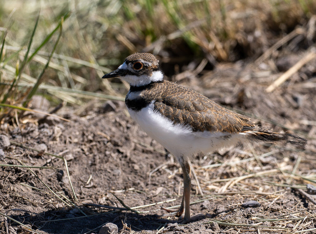 Kildeer Chick