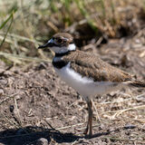 Kildeer Chick