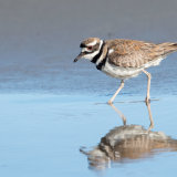 Kildeer walking reflection