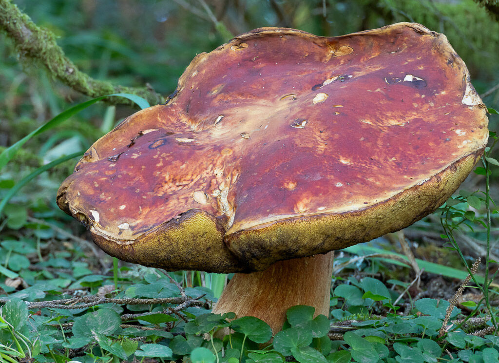 King Bolette 14 inch