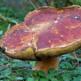 King Bolette 14 inch