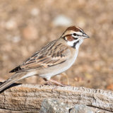 Lark Sparrow on dead root