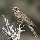 Lark Sparrow