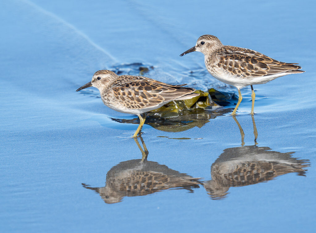 Least Sandpiper - pair