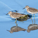 Least Sandpiper - pair