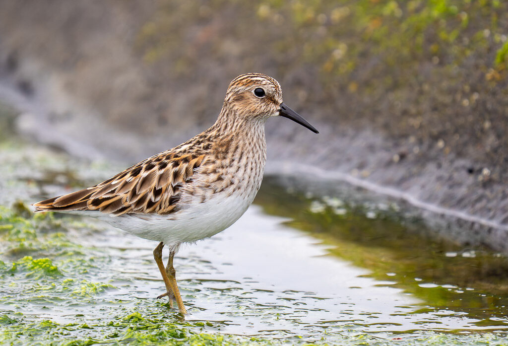 Least Sandpiper in tide pool