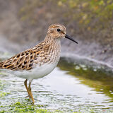 Least Sandpiper in tide pool