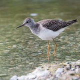 Lesser Yellowlegs waters edge
