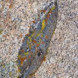 Lichen on granite