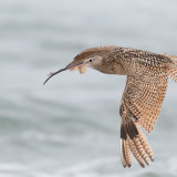 Long-billed Curlew in flight