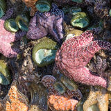 Lowtide colors Port Orford